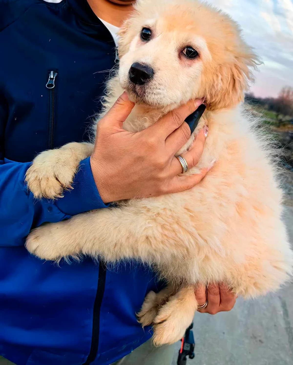 Smilla, female young Mixed Breed for adoption at Tierschutzverein SpecialDogs e.V.