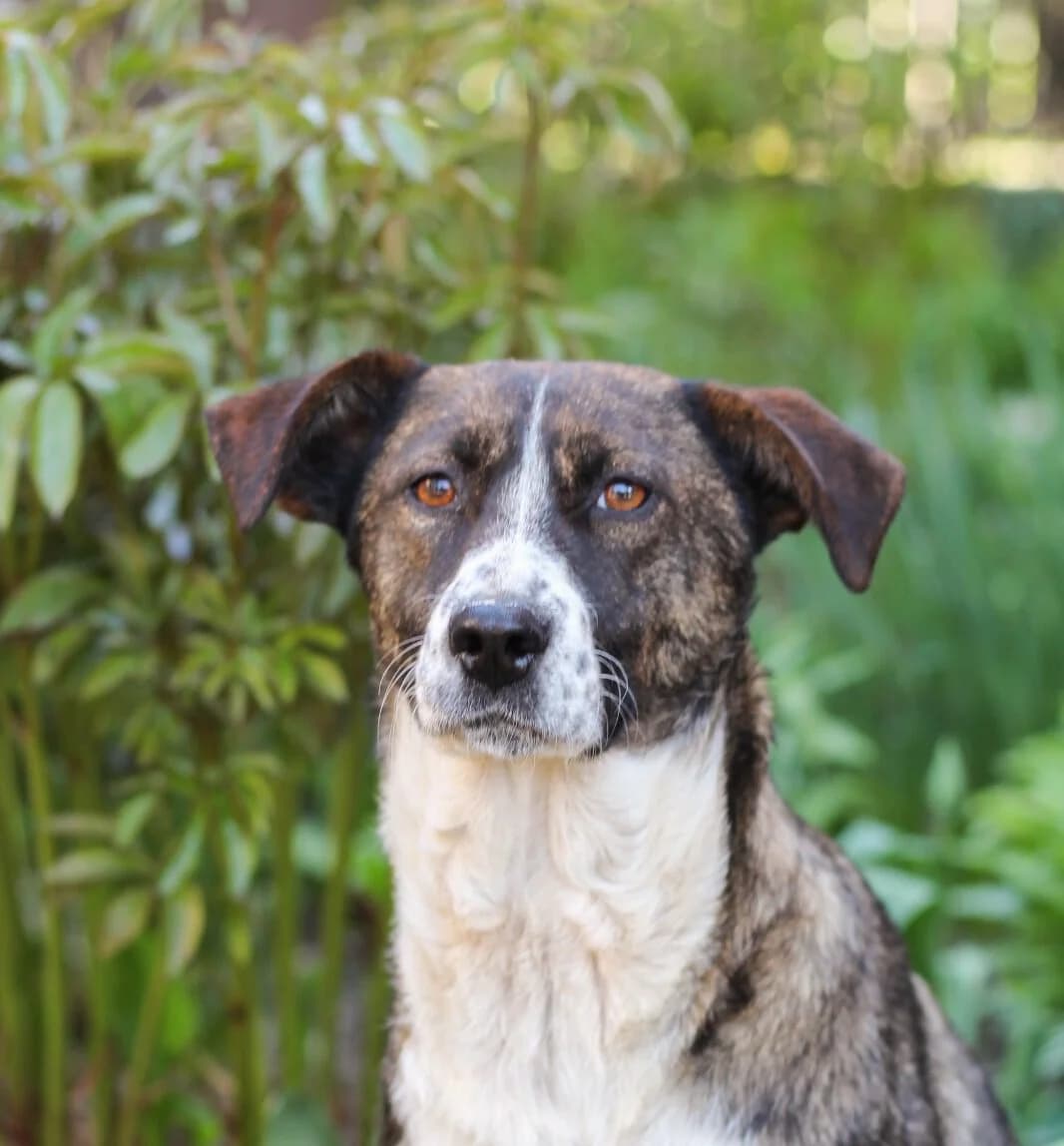 Sofia, female 5yo Mixed Breed for adoption at Tierschutzverein SpecialDogs e.V.