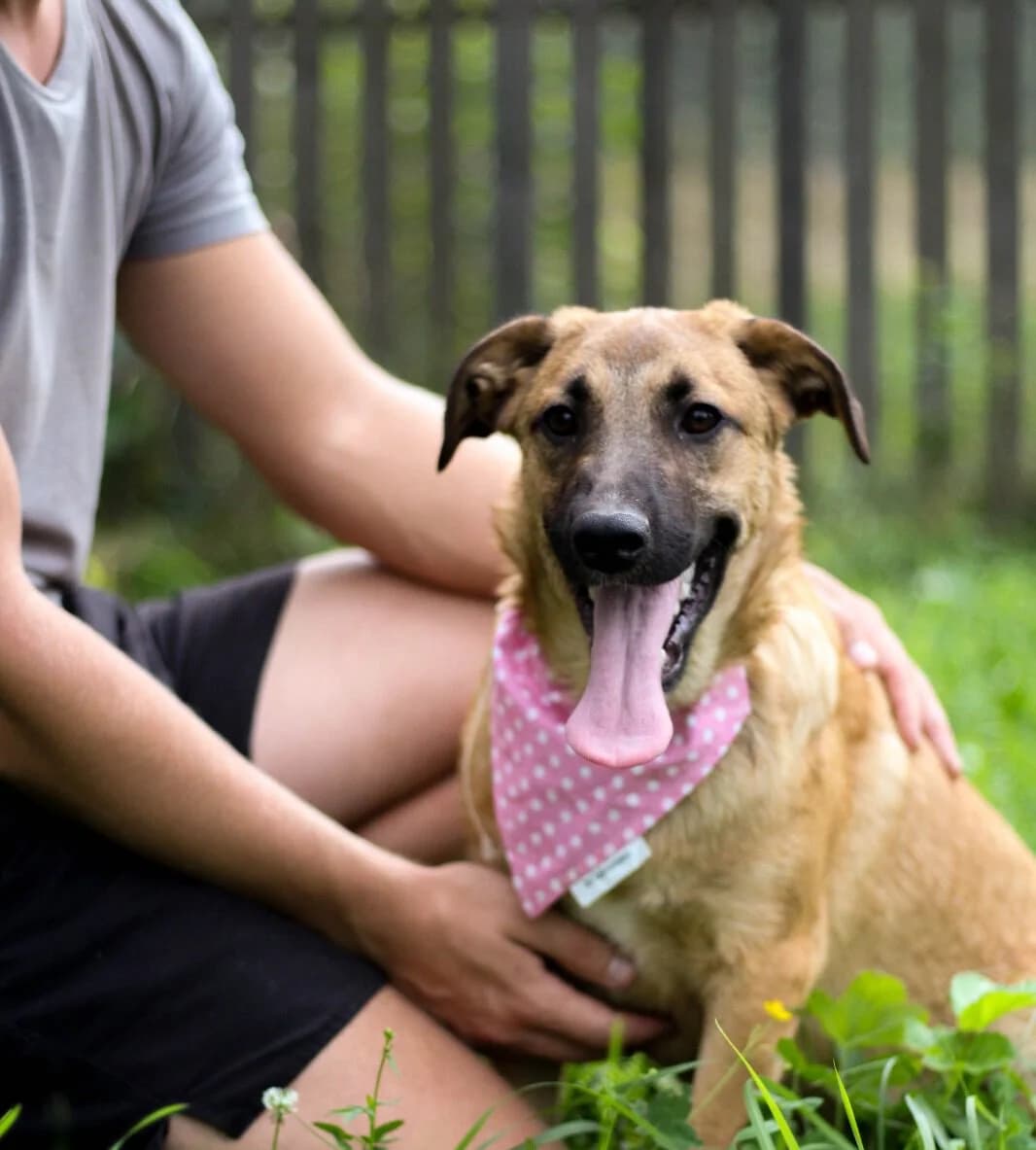 Thea, female 5yo Mixed Breed for adoption at Tierschutzverein SpecialDogs e.V.