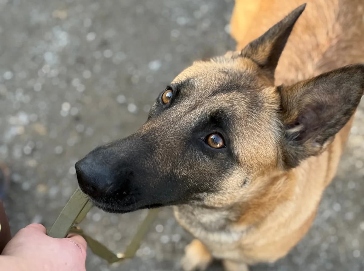 Tida, female young Belgian Malinois for adoption at Tierschutzverein SpecialDogs e.V.