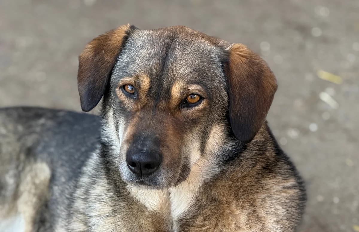 Totto, male 5yo Mixed Breed for adoption at Tierschutzverein SpecialDogs e.V.