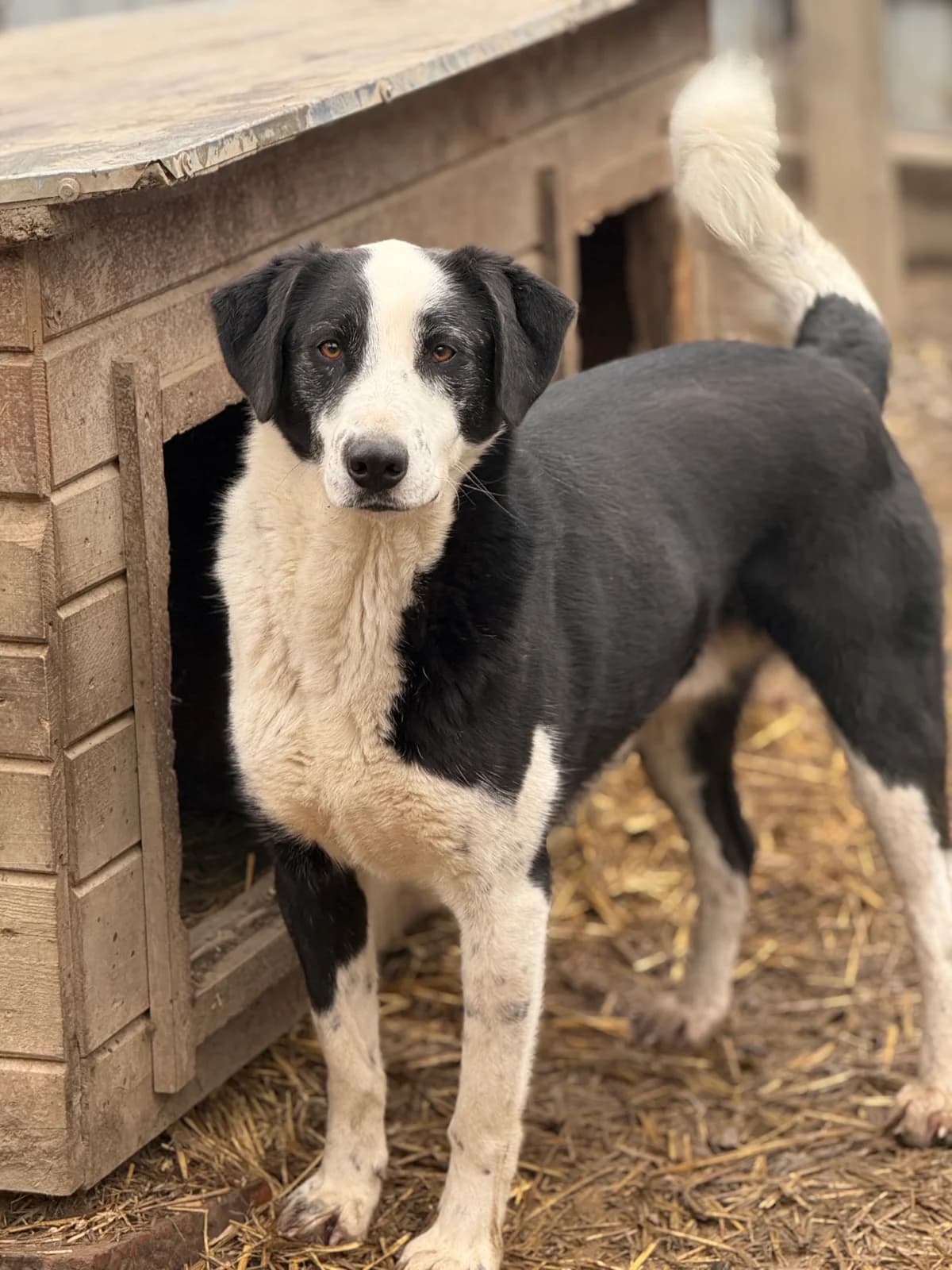 Walter, male young Mixed Breed for adoption at Tierschutzverein SpecialDogs e.V.