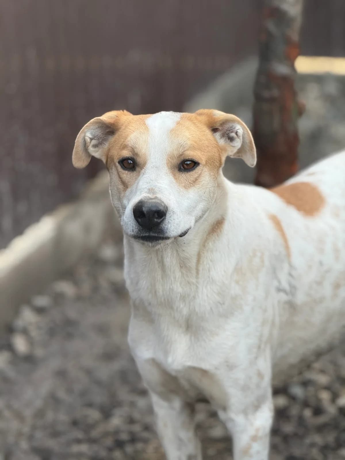 Watson, male young Mixed Breed for adoption at Tierschutzverein SpecialDogs e.V.