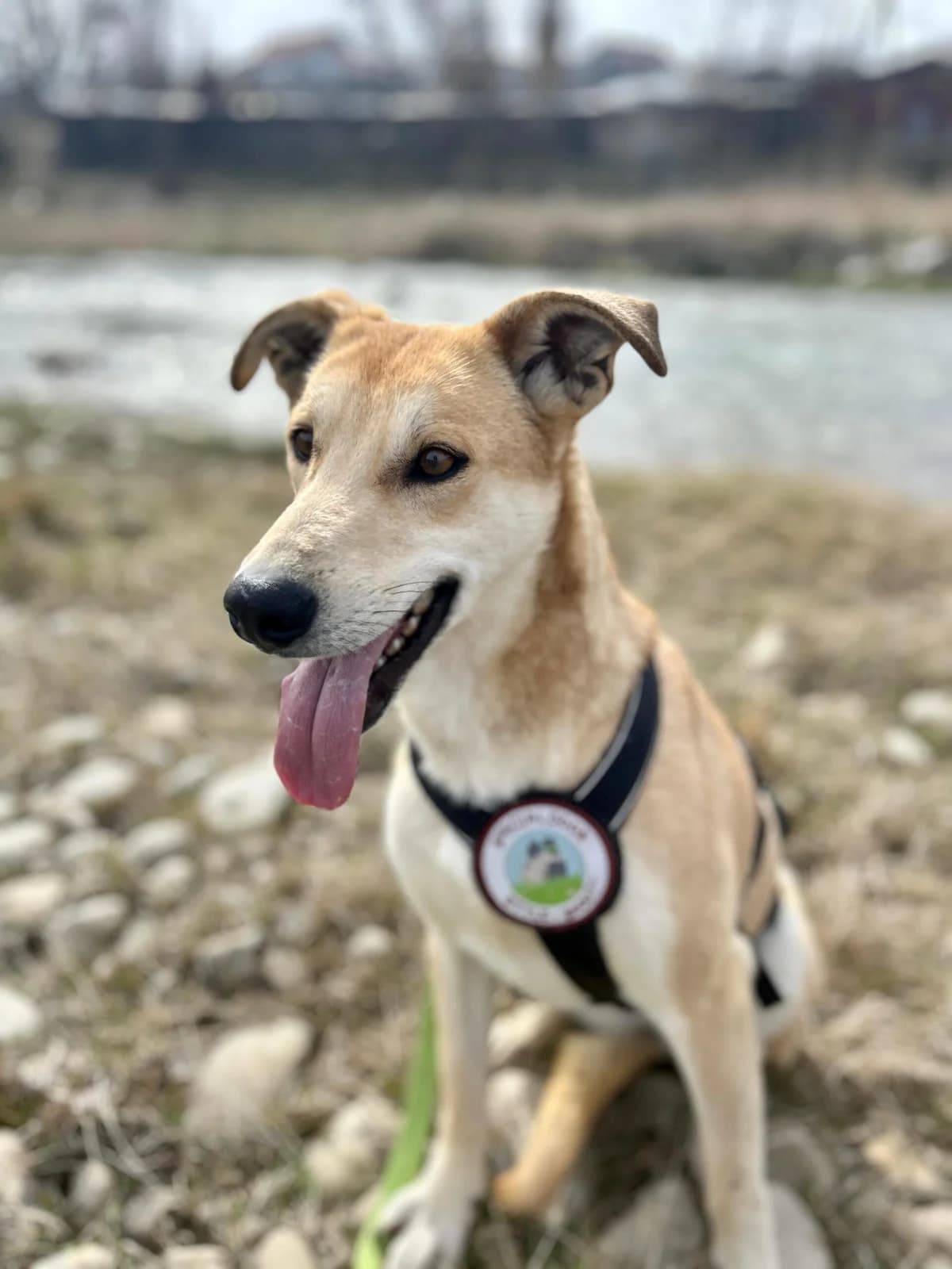 Wieka, female young Mixed Breed for adoption at Tierschutzverein SpecialDogs e.V.