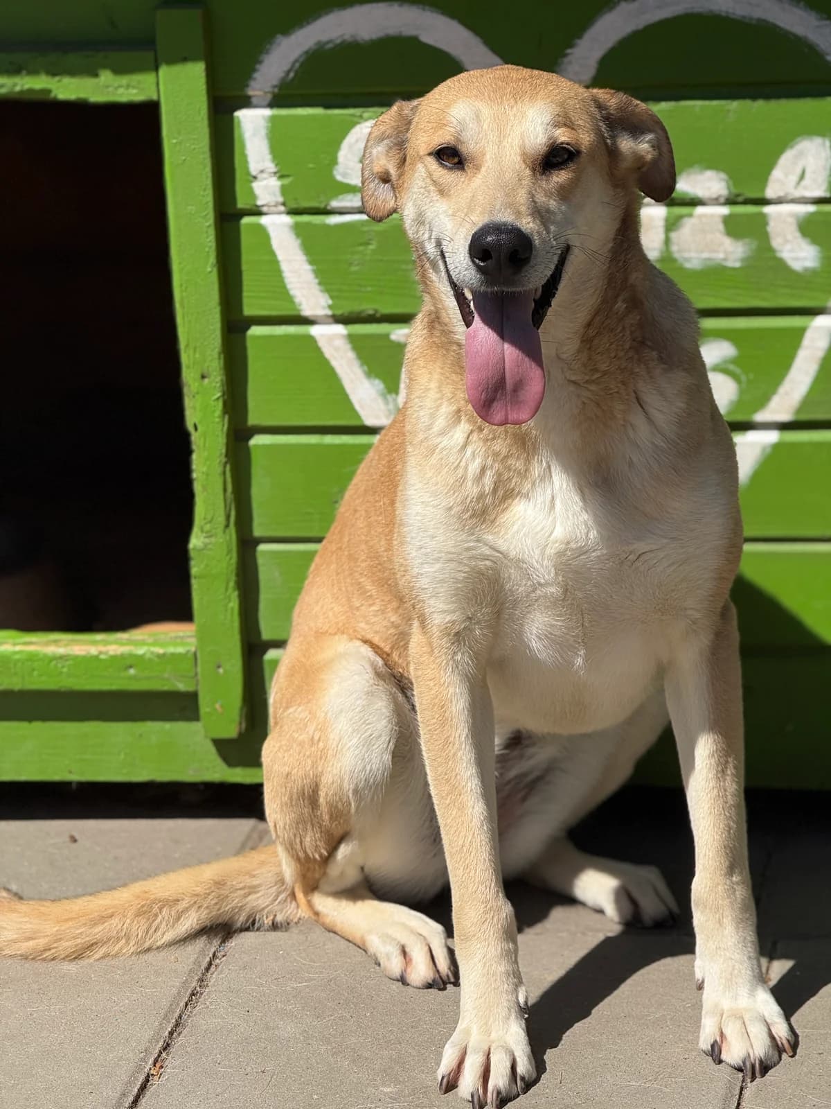 Wieka, female young Mixed Breed for adoption at Tierschutzverein SpecialDogs e.V.