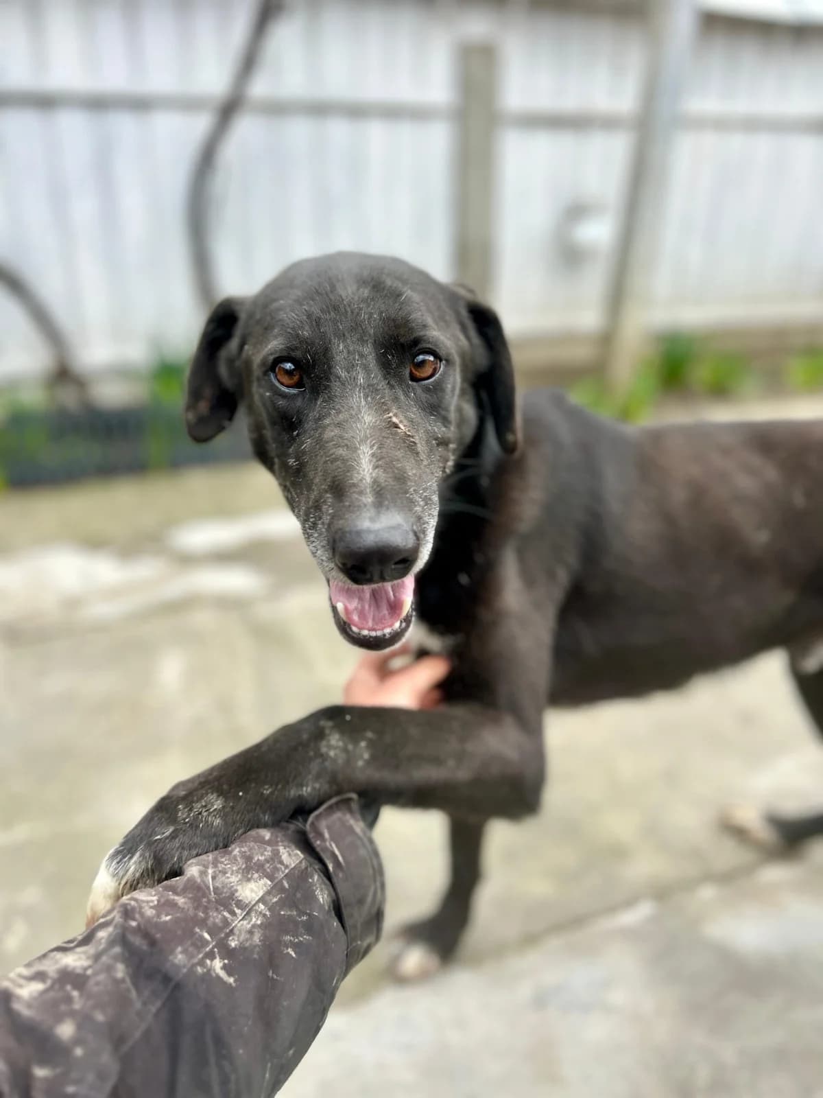 Willi, male young Mixed Breed for adoption at Tierschutzverein SpecialDogs e.V.