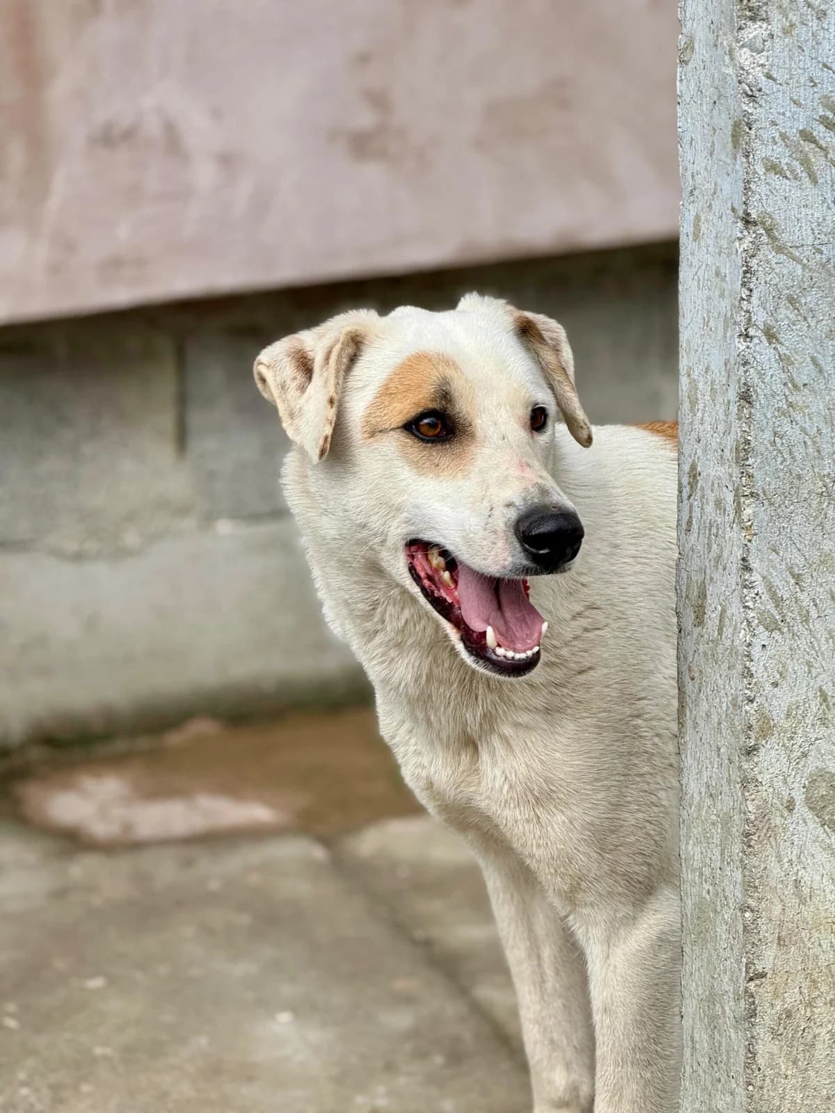 Wotan, male young Mixed Breed for adoption at Tierschutzverein SpecialDogs e.V.