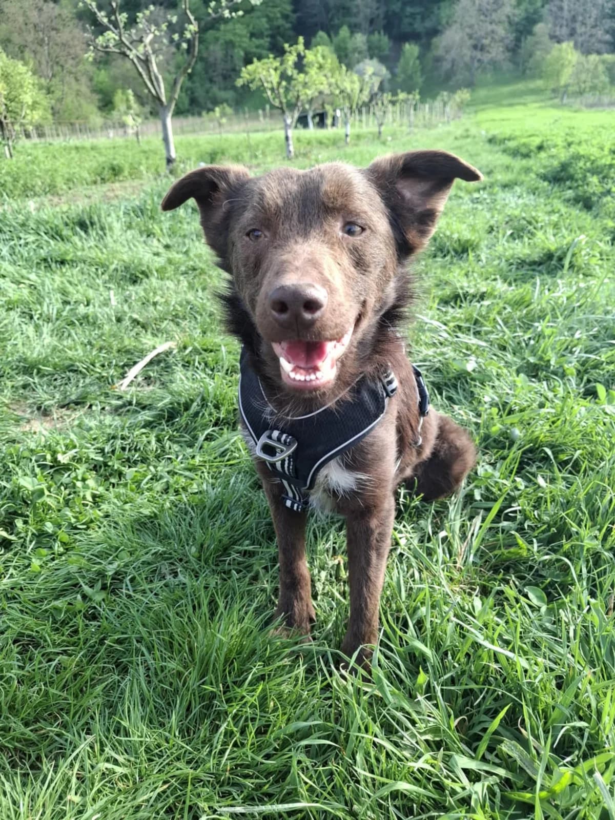 Yorku, male young Mixed Breed for adoption at Tierschutzverein SpecialDogs e.V.
