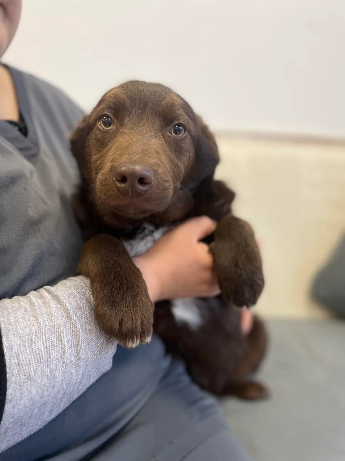Yorku, male young Mixed Breed for adoption at Tierschutzverein SpecialDogs e.V.