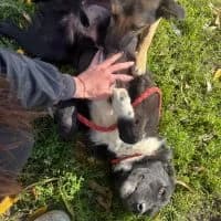Ace - PS in 37181 Hardegsen, male young Mixed Breed for adoption at Spitz und Pawtners e.V.