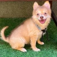 Alvin, male puppy Mixed Breed for adoption at Spitz und Pawtners e.V.