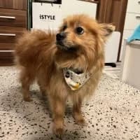 Balu, male 3yo Mixed Breed for adoption at Spitz und Pawtners e.V.