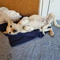 Bambi, female puppy Mixed Breed for adoption at Spitz und Pawtners e.V.