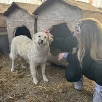 Betty - PS 37075 Göttingen, female young Mixed Breed for adoption at Spitz und Pawtners e.V.