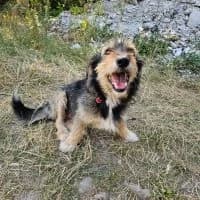 Bibicu, male young Mixed Breed for adoption at Spitz und Pawtners e.V.
