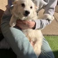 Bobby, male young Mixed Breed for adoption at Spitz und Pawtners e.V.