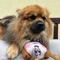 Bonbon, male young Mixed Breed for adoption at Spitz und Pawtners e.V.