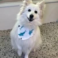 Brutus - PS in 69121 Heidelberg, male 5yo Mixed Breed for adoption at Spitz und Pawtners e.V.
