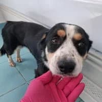 Buddy - PS in 04158 Leipzig, male 4yo Mixed Breed for adoption at Spitz und Pawtners e.V.
