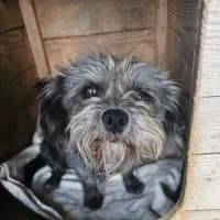 Bufny, female 4yo Mixed Breed for adoption at Spitz und Pawtners e.V.