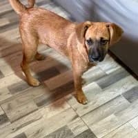Caio, male puppy Mixed Breed for adoption at Spitz und Pawtners e.V.