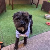 Chewie, male young Mixed Breed for adoption at Spitz und Pawtners e.V.