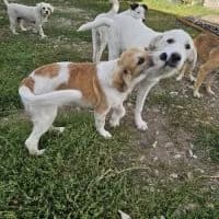 Codrut, male puppy Mixed Breed for adoption at Spitz und Pawtners e.V.