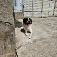 Cody, male senior Mixed Breed for adoption at Spitz und Pawtners e.V.