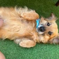 Copper, male 5yo Mixed Breed for adoption at Spitz und Pawtners e.V.