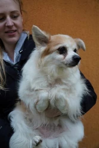 Cosmo, male senior Mixed Breed for adoption at Spitz und Pawtners e.V.