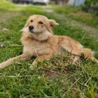 Dana, female young Mixed Breed for adoption at Spitz und Pawtners e.V.