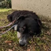 Dana - PS in 70435 Stuttgart, female 6yo Mixed Breed for adoption at Spitz und Pawtners e.V.