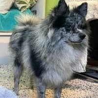 Denis - PS in 55116 Mainz, male 3yo Mixed Breed for adoption at Spitz und Pawtners e.V.