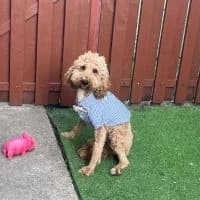 Donny, male young Mixed Breed for adoption at Spitz und Pawtners e.V.