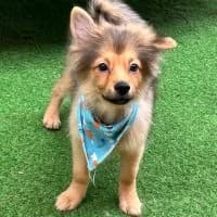 Duke, male puppy Mixed Breed for adoption at Spitz und Pawtners e.V.