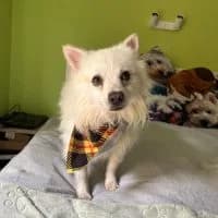 Eddy, male young Mixed Breed for adoption at Spitz und Pawtners e.V.