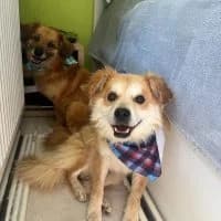 Edward, male 5yo Mixed Breed for adoption at Spitz und Pawtners e.V.