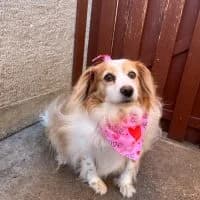 Emi, female senior Mixed Breed for adoption at Spitz und Pawtners e.V.