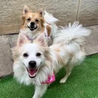 Emma, female young Mixed Breed for adoption at Spitz und Pawtners e.V.