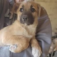 Emrah - PS in 37075 GΓΆttingen, male puppy Mixed Breed for adoption at Spitz und Pawtners e.V.