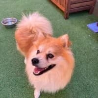 Felix, male 4yo Mixed Breed for adoption at Spitz und Pawtners e.V.