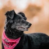 Fiby - PS in 59821 Arnsberg, female senior Mixed Breed for adoption at Spitz und Pawtners e.V.
