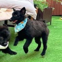 Fido, male puppy Mixed Breed for adoption at Spitz und Pawtners e.V.