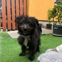 Floki, male puppy Mixed Breed for adoption at Spitz und Pawtners e.V.