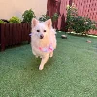 Flora, female 7yo Mixed Breed for adoption at Spitz und Pawtners e.V.
