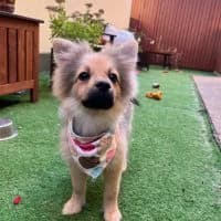 Flower, female puppy Mixed Breed for adoption at Spitz und Pawtners e.V.