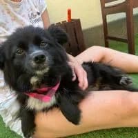 Frida - PS in 22949 Ammersbek (HoisbΓΌttel), female young Mixed Breed for adoption at Spitz und Pawtners e.V.