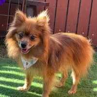 Frieda, female 4yo Mixed Breed for adoption at Spitz und Pawtners e.V.