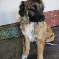 Geta, female young Mixed Breed for adoption at Spitz und Pawtners e.V.