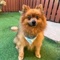 Gizmo, male young Mixed Breed for adoption at Spitz und Pawtners e.V.